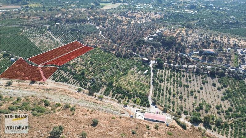 Seferihisar Sığacık Taşdibi Mevkiinde 12.901 M² Mandalinlik — fotoğraf 3