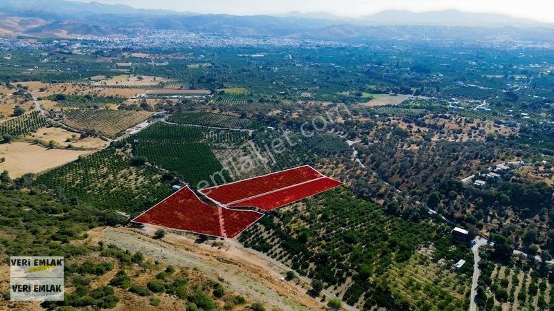 Seferihisar Sığacık Taşdibi Mevkiinde 12.901 M² Mandalinlik — fotoğraf 4