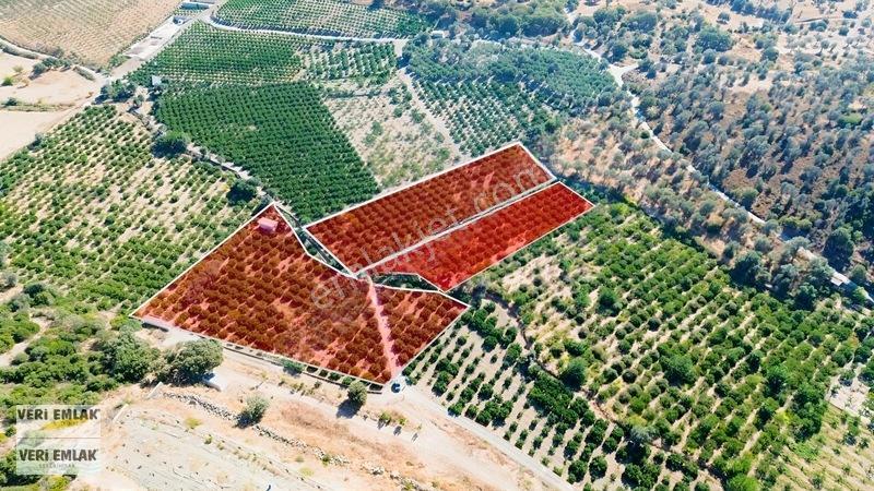 Seferihisar Sığacık Taşdibi Mevkiinde 12.901 M² Mandalinlik — fotoğraf 5