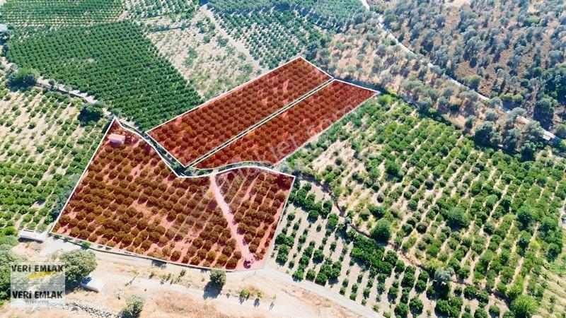 Seferihisar Sığacık Taşdibi Mevkiinde 12.901 M² Mandalinlik — fotoğraf 6