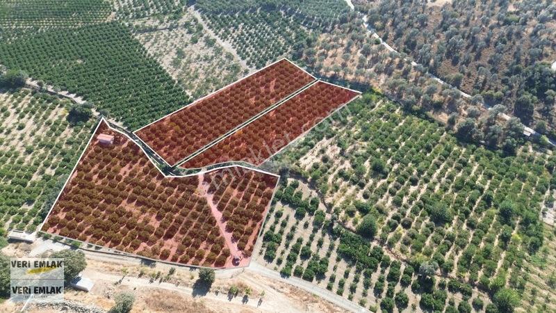Seferihisar Sığacık Taşdibi Mevkiinde 12.901 M² Mandalinlik — fotoğraf 7