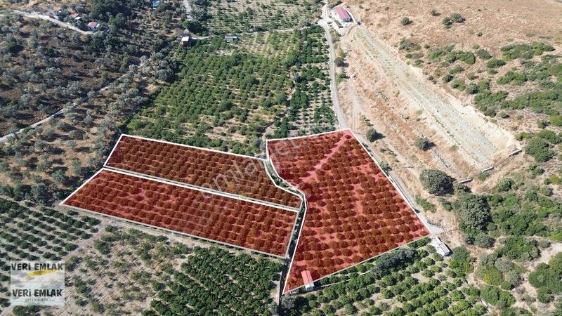 Seferihisar Sığacık Taşdibi Mevkiinde 12.901 M² Mandalinlik — fotoğraf 8