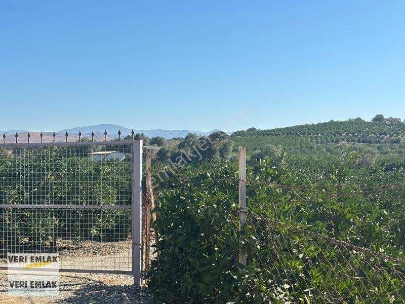 Seferihisar Sığacık Taşdibi Mevkiinde 12.901 M² Mandalinlik — fotoğraf 9