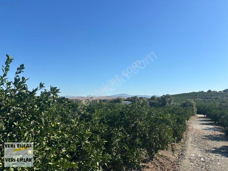 Seferihisar Sığacık Taşdibi Mevkiinde 12.901 M² Mandalinlik — fotoğraf 11