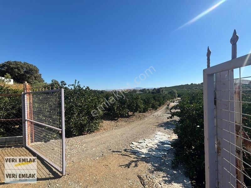 Seferihisar Sığacık Taşdibi Mevkiinde 12.901 M² Mandalinlik — fotoğraf 12