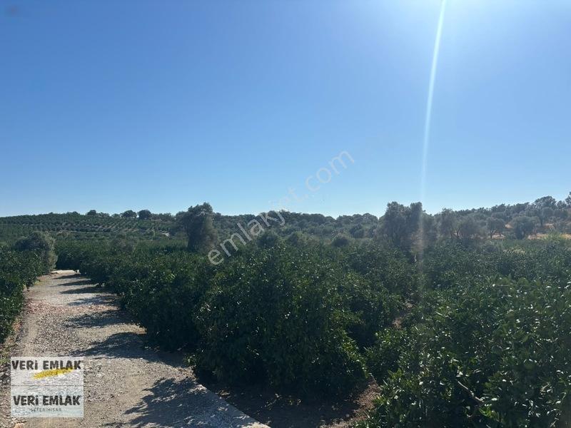 Seferihisar Sığacık Taşdibi Mevkiinde 12.901 M² Mandalinlik — fotoğraf 13