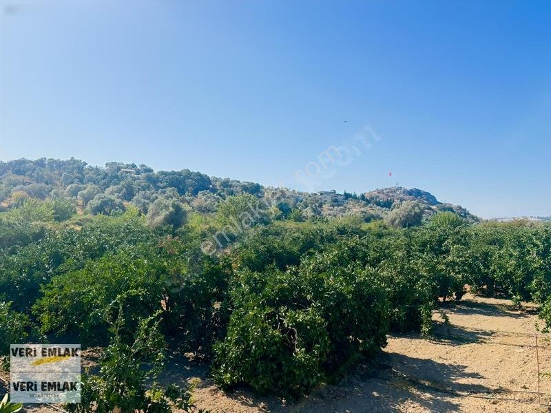 Seferihisar Sığacık Taşdibi Mevkiinde 12.901 M² Mandalinlik — fotoğraf 14