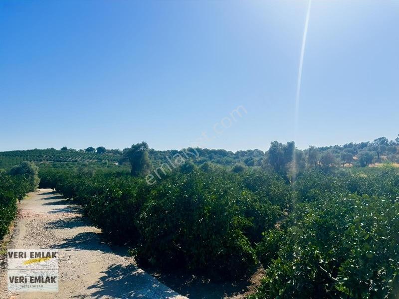 Seferihisar Sığacık Taşdibi Mevkiinde 12.901 M² Mandalinlik — fotoğraf 16