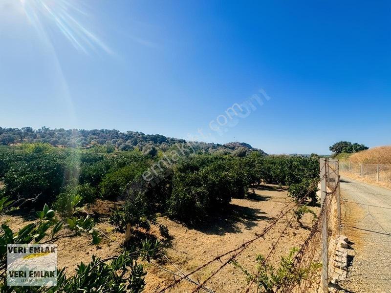 Seferihisar Sığacık Taşdibi Mevkiinde 12.901 M² Mandalinlik — fotoğraf 17
