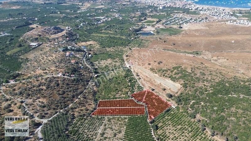Seferihisar Sığacık Taşdibi Mevkiinde 12.901 M² Mandalinlik — fotoğraf 19
