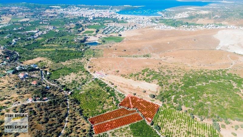 Seferihisar Sığacık Taşdibi Mevkiinde 12.901 M² Mandalinlik — fotoğraf 20