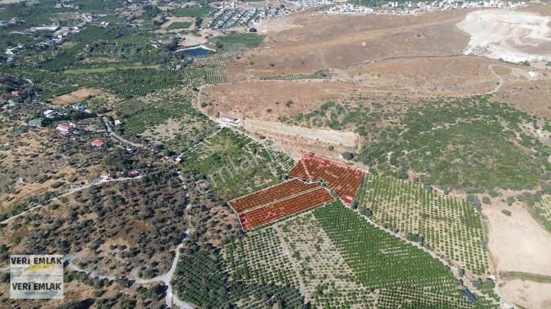 Seferihisar Sığacık Taşdibi Mevkiinde 12.901 M² Mandalinlik — fotoğraf 22