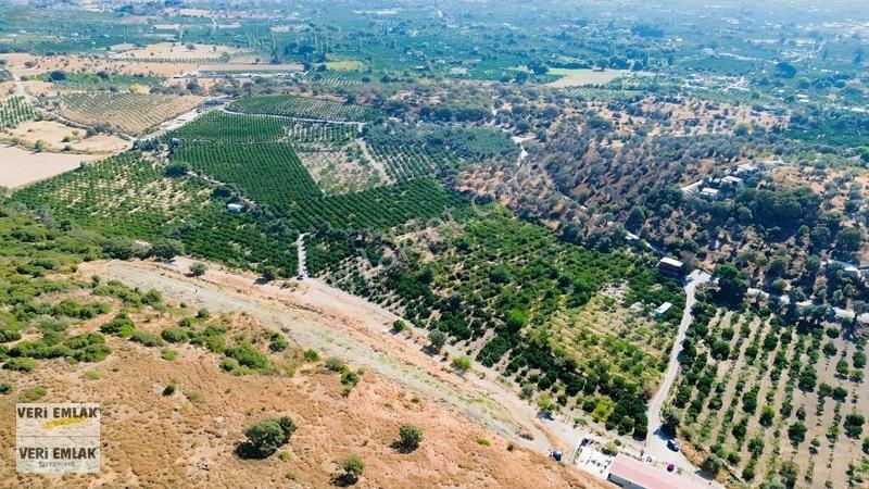 Seferihisar Sığacık Taşdibi Mevkiinde 12.901 M² Mandalinlik — fotoğraf 23
