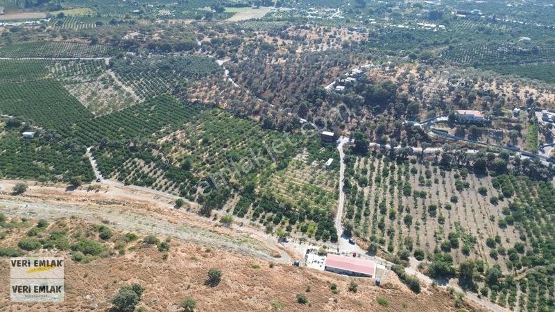 Seferihisar Sığacık Taşdibi Mevkiinde 12.901 M² Mandalinlik — fotoğraf 24