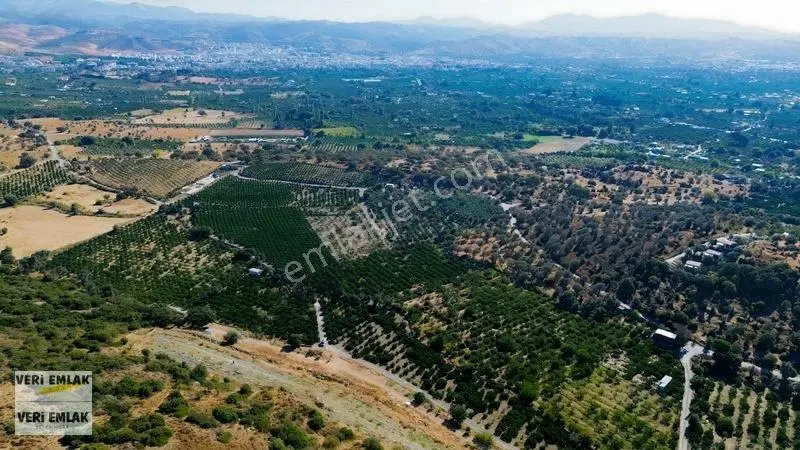 Seferihisar Sığacık Taşdibi Mevkiinde 12.901 M² Mandalinlik — fotoğraf 25