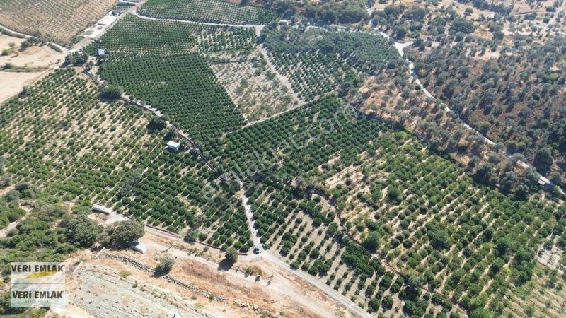 Seferihisar Sığacık Taşdibi Mevkiinde 12.901 M² Mandalinlik — fotoğraf 26