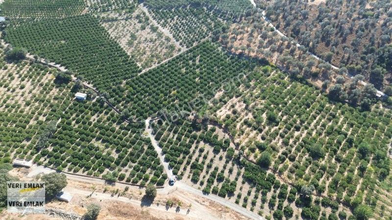 Seferihisar Sığacık Taşdibi Mevkiinde 12.901 M² Mandalinlik — fotoğraf 27