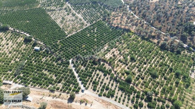Seferihisar Sığacık Taşdibi Mevkiinde 12.901 M² Mandalinlik — fotoğraf 28