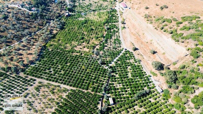 Seferihisar Sığacık Taşdibi Mevkiinde 12.901 M² Mandalinlik — fotoğraf 29