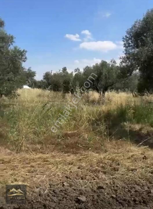 Aliağa Çıtak Ovası Zeytinli Satılık Tarla