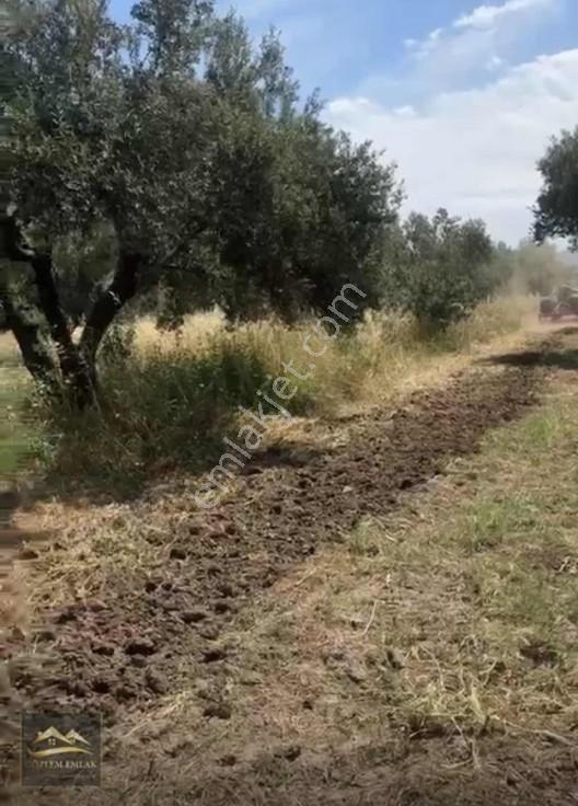 Aliağa Çıtak Ovası Zeytinli Satılık Tarla — fotoğraf 4