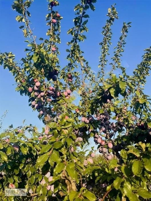 Korkuteli Küçükköyde 2.650 M² Meyve Ağaçlı Verimli Tarla — fotoğraf 2