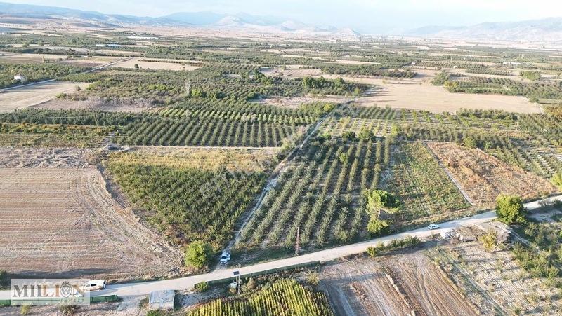 Korkuteli Küçükköyde 2.650 M² Meyve Ağaçlı Verimli Tarla — fotoğraf 10