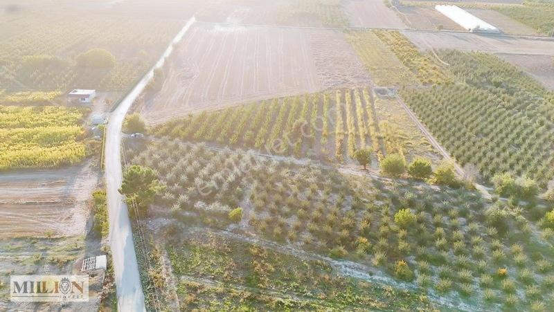 Korkuteli Küçükköyde 2.650 M² Meyve Ağaçlı Verimli Tarla — fotoğraf 16