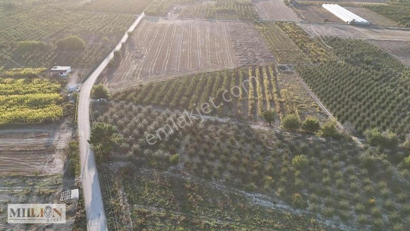 Korkuteli Küçükköyde 2.650 M² Meyve Ağaçlı Verimli Tarla — fotoğraf 17