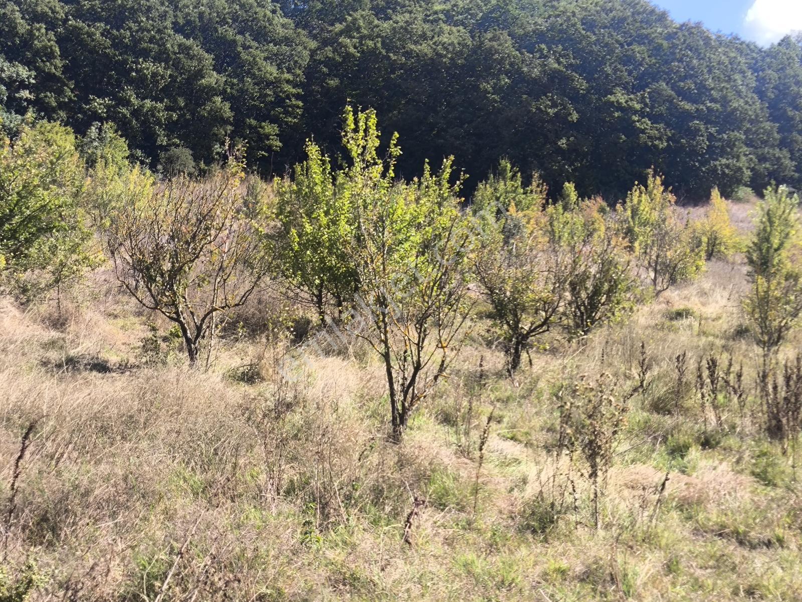 Balya Kaya Emlak.. Ilıca Mah. Satılık 120 Dönüm Tarla — fotoğraf 10