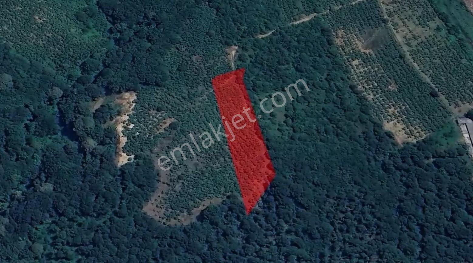 İkramiye ' De Verimli Fındıklık