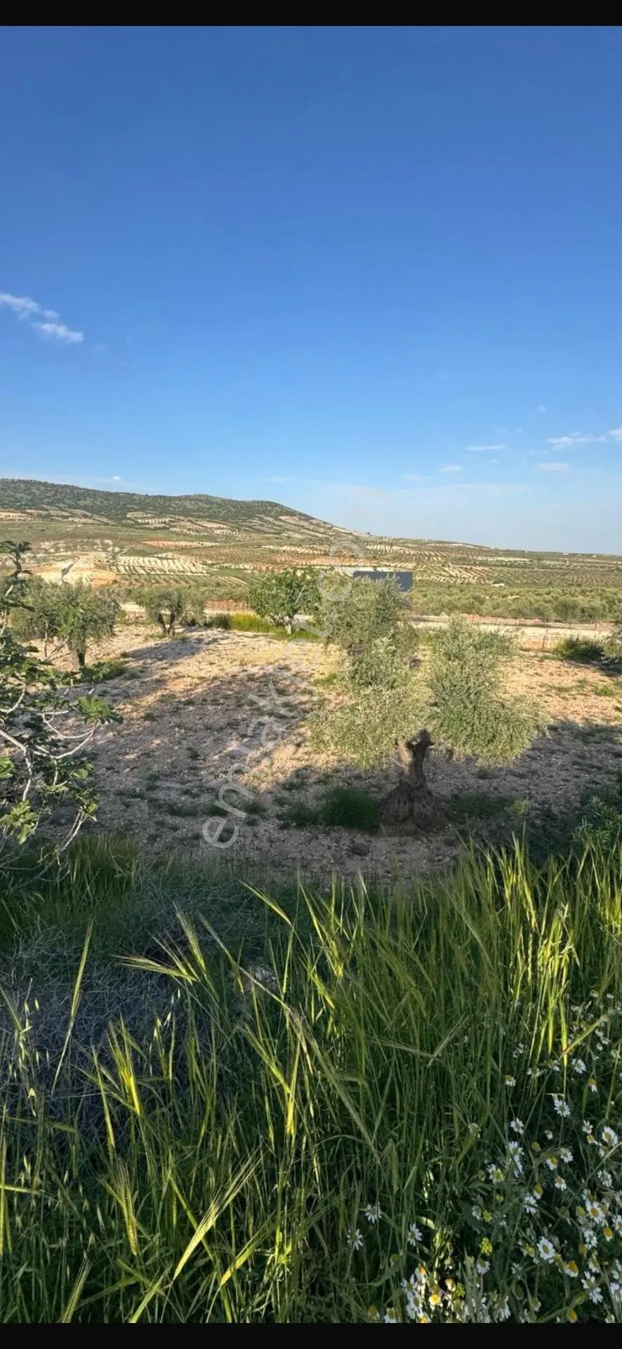 Çözüm Gayrimenkul Evladiyelik — fotoğraf 2