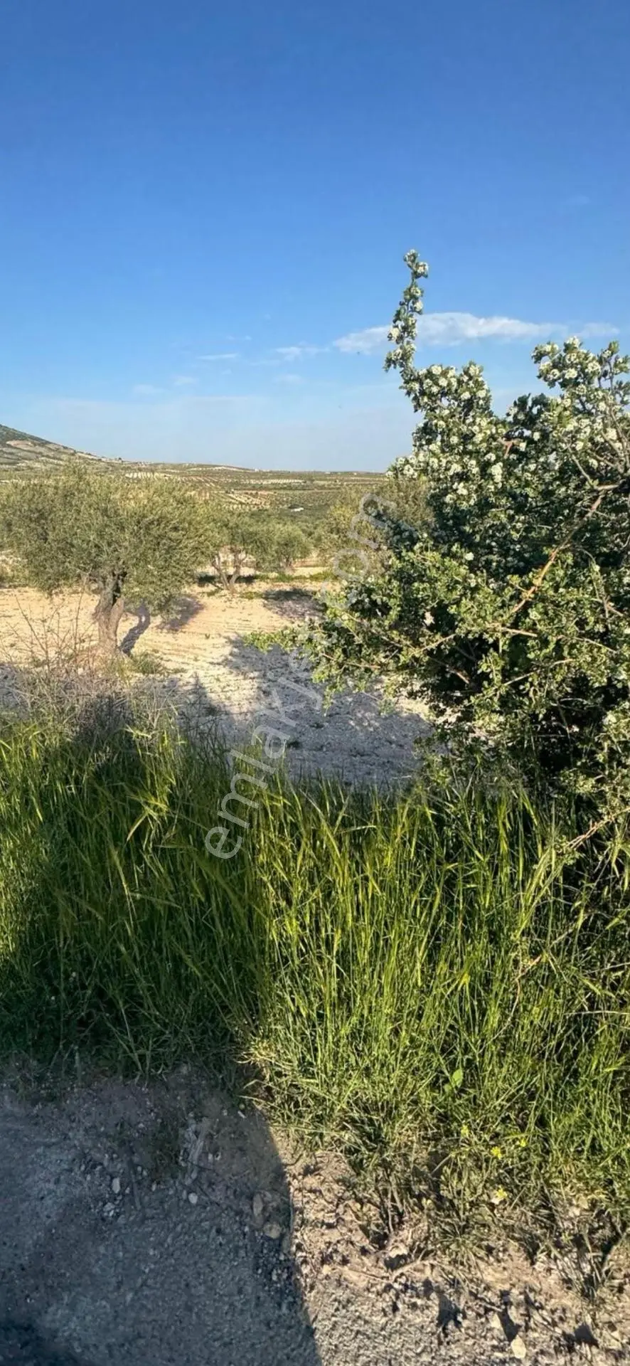 Çözüm Gayrimenkul Evladiyelik — fotoğraf 6