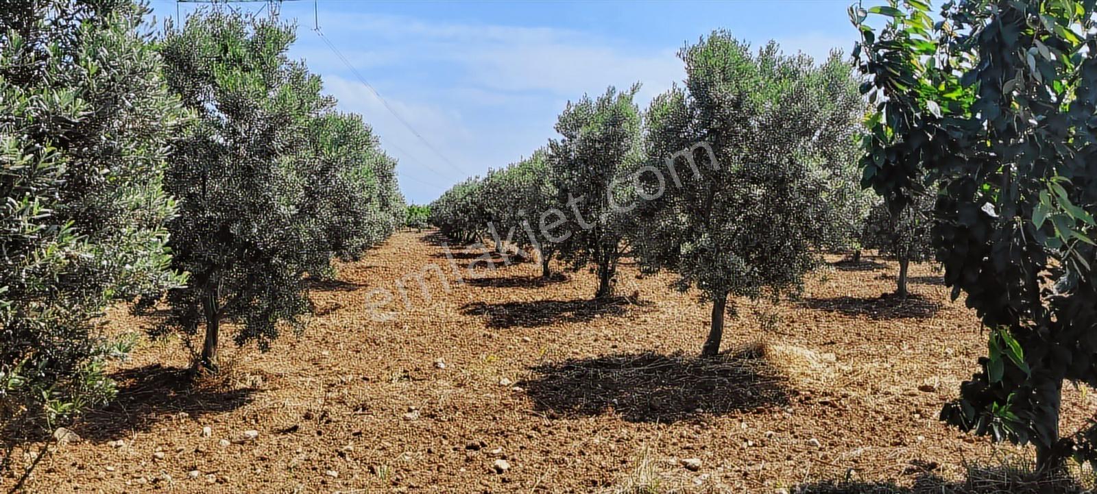 Kemalpaşa Çambel Yakını Sancaklıiğdecik Köye Yakın Zeytinlik — fotoğraf 6