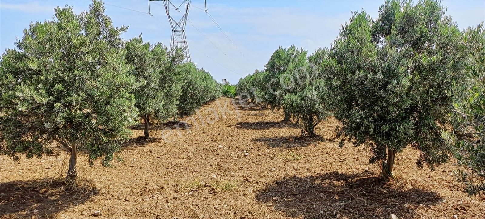 Kemalpaşa Çambel Yakını Sancaklıiğdecik Köye Yakın Zeytinlik — fotoğraf 8