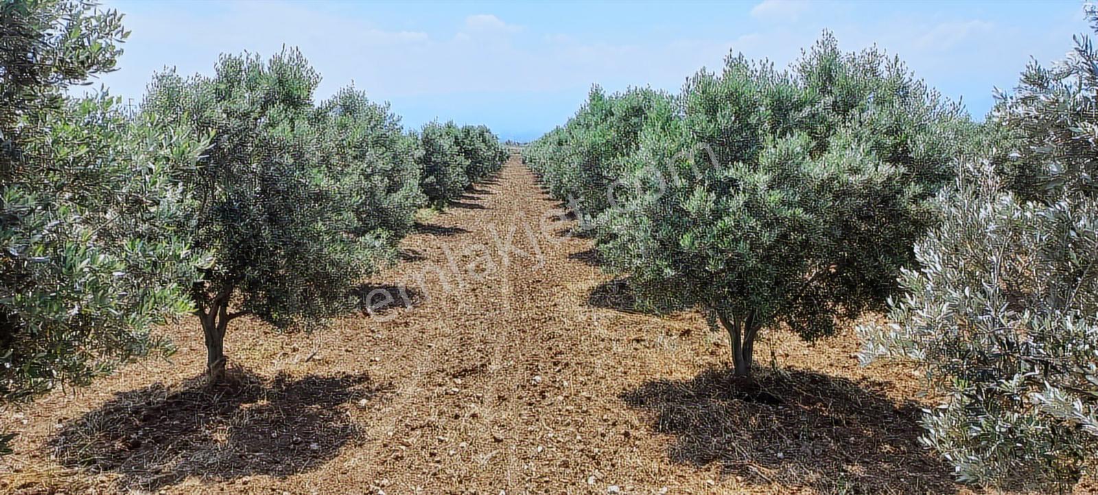 Kemalpaşa Çambel Yakını Sancaklıiğdecik Köye Yakın Zeytinlik — fotoğraf 15