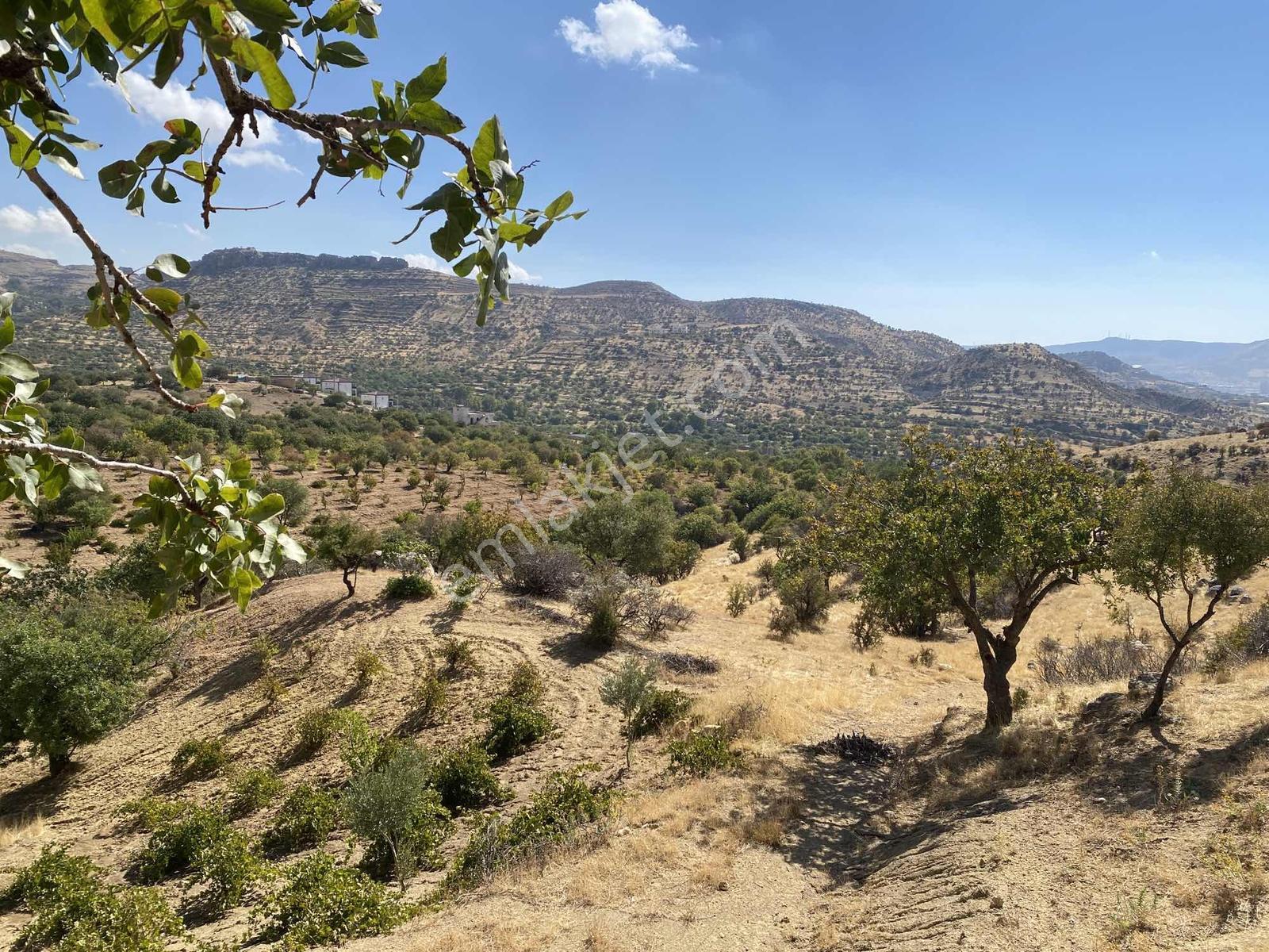 Müstakil Parsel Hipodrom Yanı 7400 M2 Fırsat Arazi — fotoğraf 3