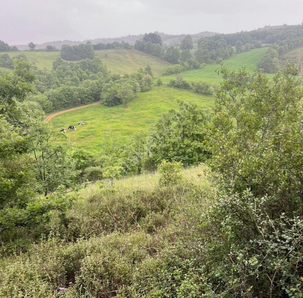 Biga Çeltik'te 11.700 M² Müstakil Büyük Metrajlı Satılık Tarla — fotoğraf 2