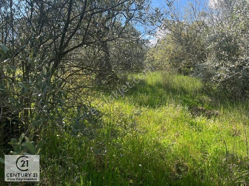 C21 Cius ; Küçük Kumla Mahallesinde Satılık Zeytinlik — fotoğraf 2