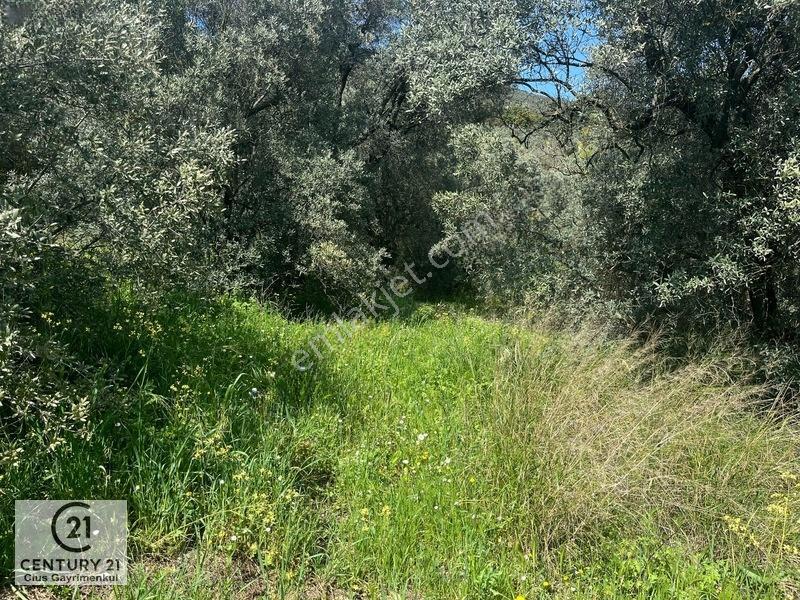 C21 Cius ; Küçük Kumla Mahallesinde Satılık Zeytinlik — fotoğraf 3