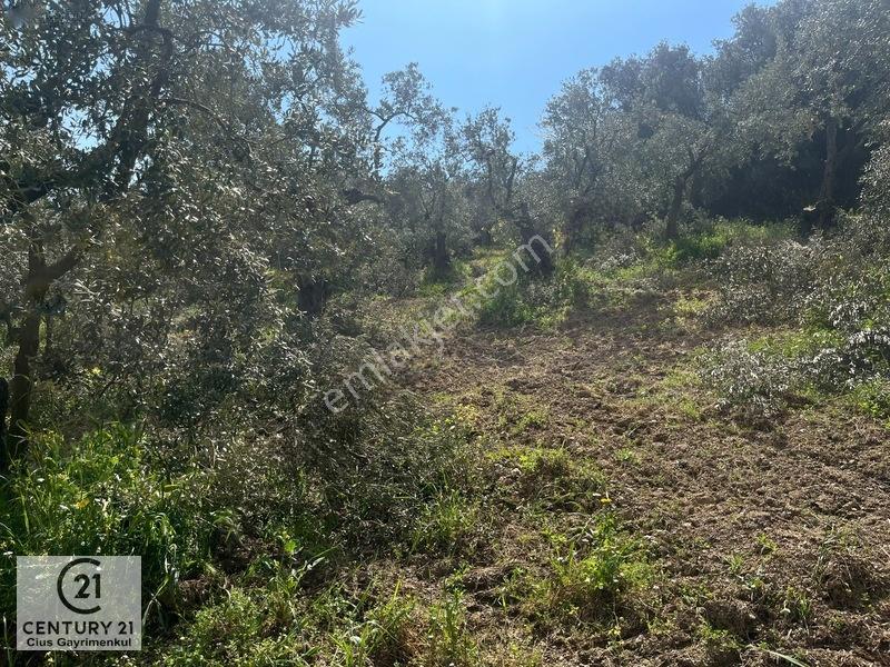 C21 Cius ; Küçük Kumla Mahallesinde Satılık Zeytinlik — fotoğraf 6