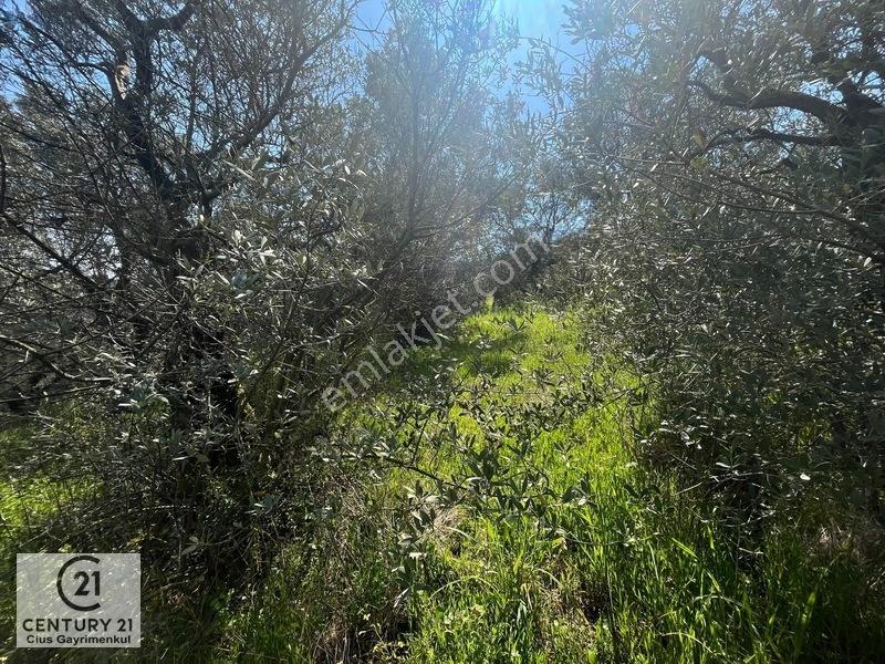 C21 Cius ; Küçük Kumla Mahallesinde Satılık Zeytinlik — fotoğraf 8