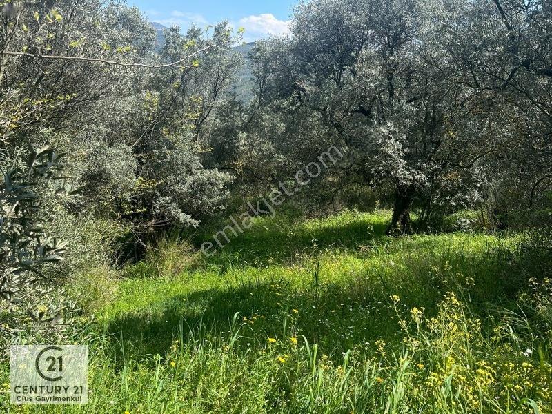 C21 Cius ; Küçük Kumla Mahallesinde Satılık Zeytinlik — fotoğraf 13