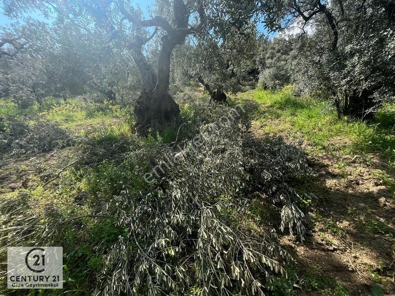 C21 Cius ; Küçük Kumla Mahallesinde Satılık Zeytinlik — fotoğraf 22