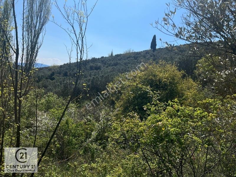 C21 Cius ; Küçük Kumla Mahallesinde Satılık Zeytinlik — fotoğraf 25