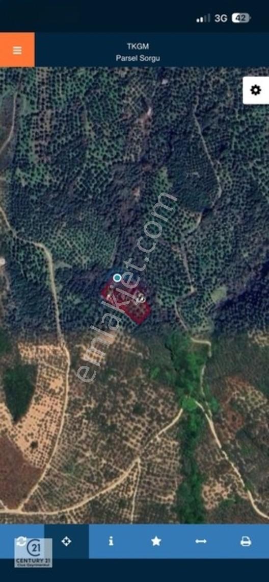 C21 Cius ; Küçük Kumla Mahallesinde Satılık Zeytinlik — fotoğraf 27
