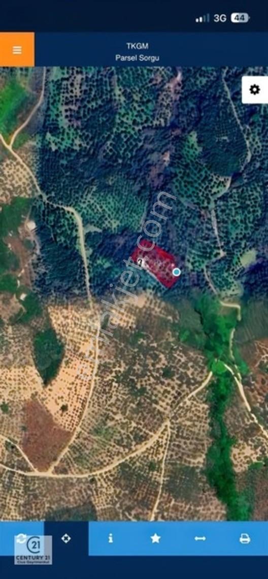 C21 Cius ; Küçük Kumla Mahallesinde Satılık Zeytinlik — fotoğraf 28