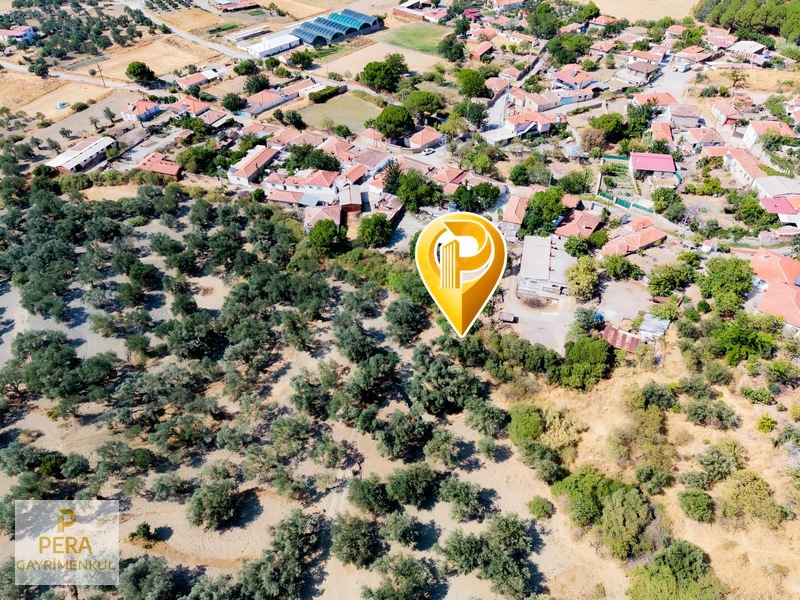 Pera'dan Ayvalık Türközünde Köy Dibinde Satılık Zeytinlik — fotoğraf 3