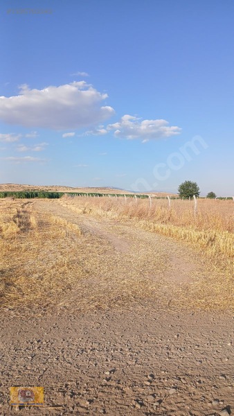 Tadım Da Satılık Meyve Bahçesi — fotoğraf 5