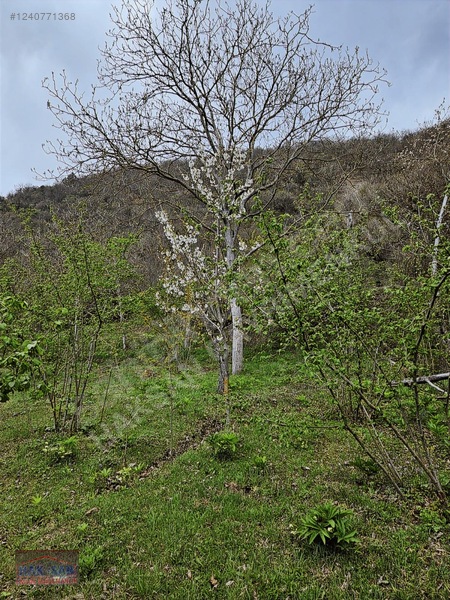 Mudurnu Tosunlar Köyünde Satılık 1415 M2 Bağ — fotoğraf 6